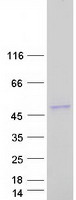 protq5jxa9 sirpb2 human recombinant protein