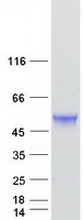 protq5qj74 tbcel human recombinant protein