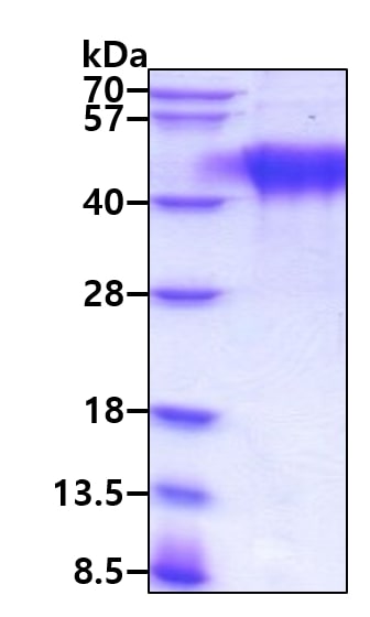 3ug by SDS-PAGE under reducing condition and visualized by coomassie blue stain.