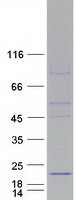 protq5ri15 fam36a cox20 human recombinant protein