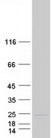 Coomassie blue staining of purified C6orf136 protein
