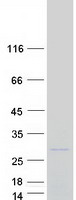 protq5sqq9 vax1 human recombinant protein
