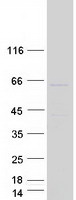 protq5srh9 ttc39a human recombinant protein