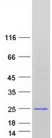 protq5ssq6 sapcd1 human recombinant protein