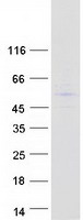 protq5swl8 pramef19 human recombinant protein
