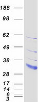 protq5szi1 ldlrad2 human recombinant protein