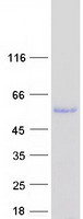 protq5szq8 celf3 human recombinant protein