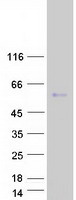 protq5t089 morn1 human recombinant protein