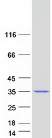 Coomassie blue staining of purified TPRG1L protein