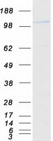 protq5t0f9 cc2d1b human recombinant protein