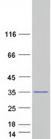protq5t0j7 c1orf49 tex35 human recombinant protein