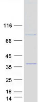 protq5t0t0 march8 human recombinant protein