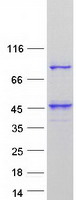 protq5t124 ubxd5 ubxn11 human recombinant protein