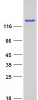 protq5t1m5 fkbp15 human recombinant protein