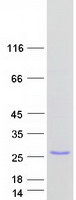 protq5t215 trappc3l human recombinant protein