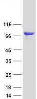 protq5t2w1 pdzk1 human recombinant protein