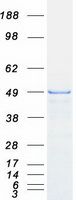protq5t4f4 zfyve27 human recombinant protein