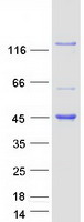 protq5t7n3 kank4 human recombinant protein