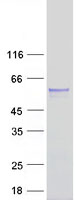 Coomassie blue staining of purified TSTD2 protein