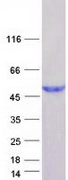 Coomassie blue staining of purified HENMT1 protein