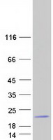 protq5ta76 lce3a human recombinant protein