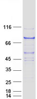 protq5taq9 wdr42a dcaf8 human recombinant protein