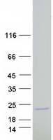 protq5tbc7 bcl2l15 human recombinant protein