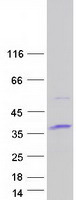 Coomassie blue staining of purified ATPAF1 protein