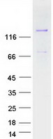 Coomassie blue staining of purified MAGI3 protein