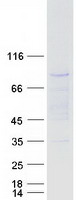 Coomassie blue staining of purified THEMIS2 protein