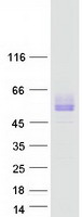 protq5tfq8 sirpb1 human recombinant protein