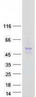 Coomassie blue staining of purified FAXC protein