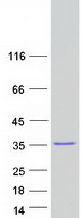 protq5tgl8 pxdc1 human recombinant protein