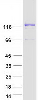 protq5thr3 efcab6 human recombinant protein