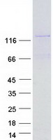 Coomassie blue staining of purified VWA5B1 protein