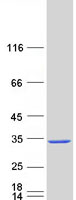 Coomassie blue staining of purified C12orf60 protein