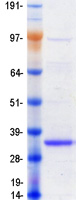protq5ucc4 c19orf63 emc10 human recombinant protein