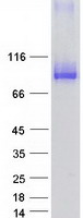 Coomassie blue staining of purified VPS53 protein