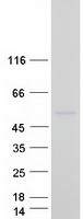 protq5vsg8 manel maneal human recombinant protein