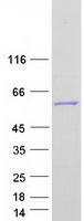 protq5vte6 angel2 human recombinant protein