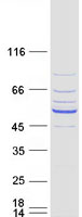 protq5vu92 dcaf12l1 human recombinant protein