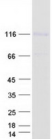 Coomassie blue staining of purified FAM171A1 protein