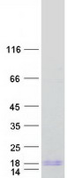 protq5vue5 c1orf53 human recombinant protein
