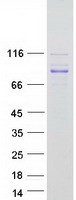 protq5vvj2 mysm1 human recombinant protein