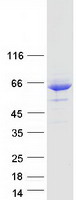 Coomassie blue staining of purified MLIP protein