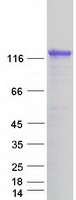 protq5vwq8 dab2ip human recombinant protein