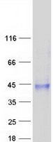 Coomassie blue staining of purified SUSD4 protein