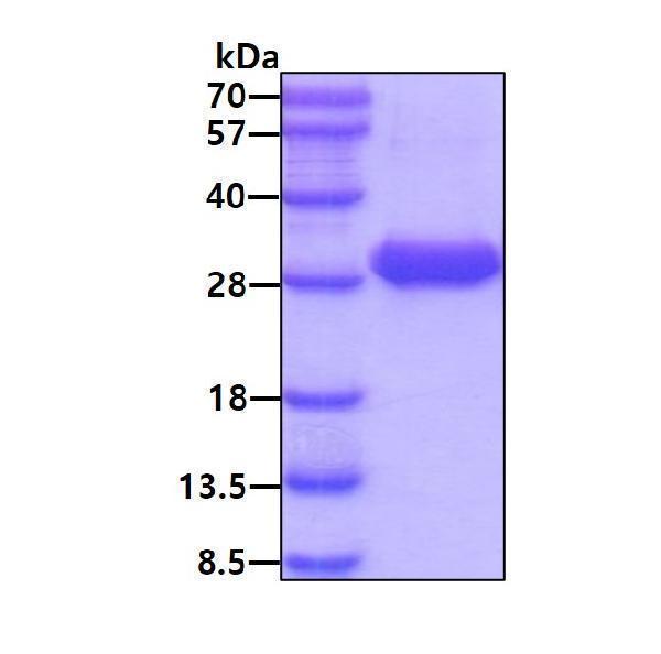 3ug by SDS-PAGE under reducing condition and visualized by coomassie blue stain