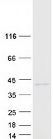 protq5vyx0 renalase rnls human recombinant protein