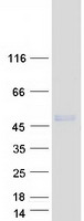 protq5vyy2 lipm human recombinant protein